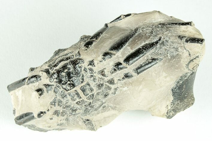 Fossil Crab (Zanthopsis) - Eocene, London Clay #206742